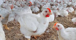 ابتداءً من منتصف كانون الثاني.. العراق يغلق أبواب الاستيراد أمام الدواجن لهذا السبب
