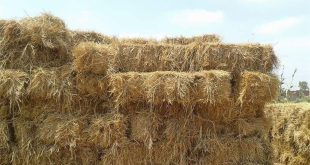 وزارة الزراعة: لا صحة لخبر استيراد تبن بمليارات الدولارات