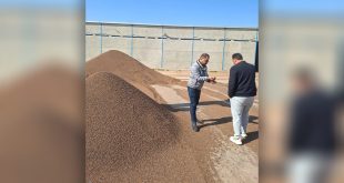 التجارة تضبط حنطة مصبوغة وممنوعة التداول في الديوانية