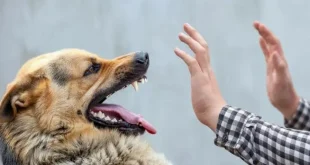 الصحة: 50 ألف إصابة بعضة الكلب و19 حالة وفاة خلال العام الماضي