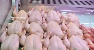وزارة الزراعة: قرار منع استيراد الدواجن المجمدة لم يدخل حيز التنفيذ