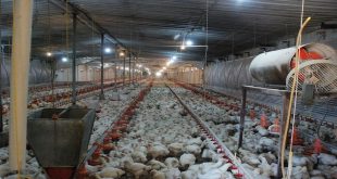 جمعية منتجي الدواجن تحقق الاكتفاء الذاتي من البيض وتعلن: لدينا 8 آلاف مشروع في البلاد