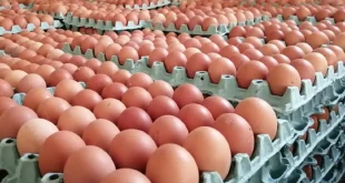 الزراعة تؤكد وفرة واستقرار أسعار بيض المائدة خلال الفترة الحالية