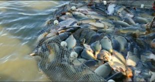 الموارد تتخذ إجراءات قانونية ضد المخالفين من مربي الأسماك