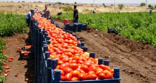 زراعة إقليم كردستان تحظر استيراد الطماطم عبر المنافذ الحدودية
