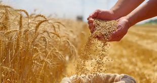 تجارة الحبوب: تحقيق الاكتفاء الذاتي من (طحين الصفر) وفر 2.5 مليار دولار