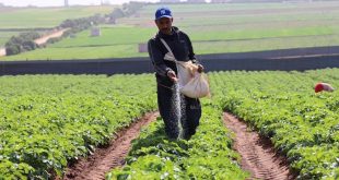 الزراعة تكشف عن تقنيات لترشيد استهلاك المياه بنسبة 50%